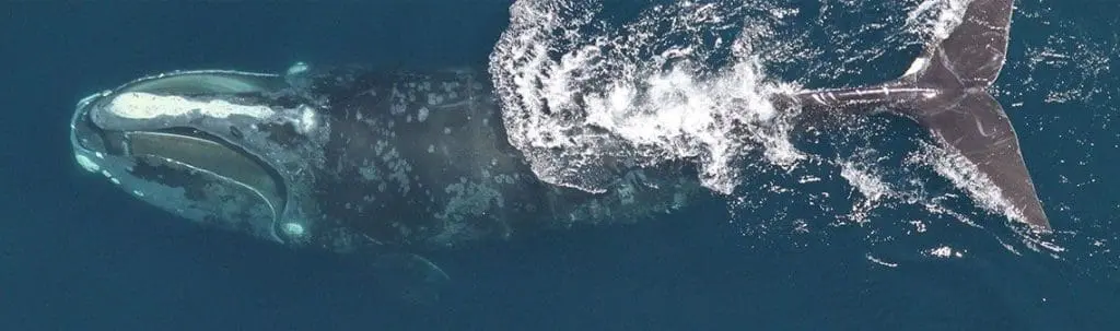 deepsense.io&rsquo;s Data Scientists Help to&nbsp;Save Endangered Right Whales with Deep Learning