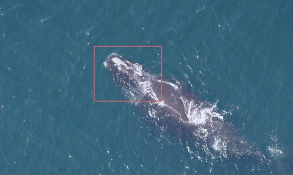 Recognizing Wildlife in&nbsp;Aerial Imagery with 98% Reduction in&nbsp;Image Analysis Time